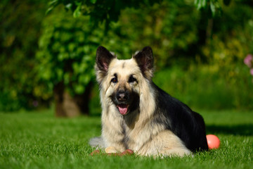 Long haired German Shepherd dog lying with ball. Beautiful black and tan Alsatian bitch on a grass...