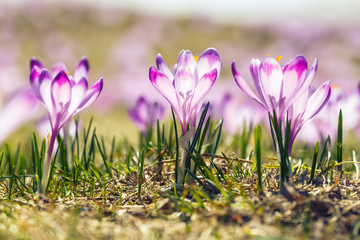 blooming violet crocuses in Tatra Mountains, spring flower