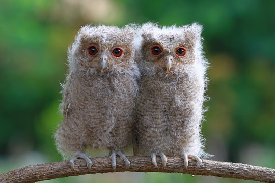 Close-up of two owlets sitting side by side on a branch, Indonesia