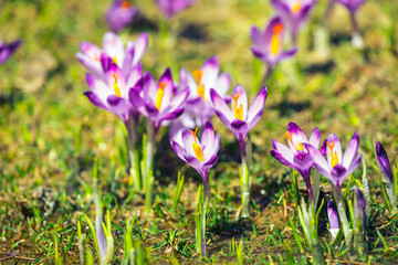 blooming violet crocuses in Tatra Mountains, spring flower