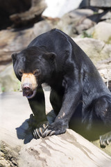 Smallest bear, Malayan sun bear, Helarctos malayanus on branch