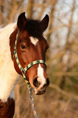 Fototapeta premium Lewitzer Pony