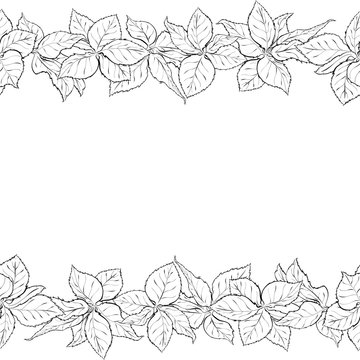 Hand drawn seamless border with foliage of rose. Monochrome leaf. Sketch of leaves isolated on white background.  Black and white pencil or ink outline
