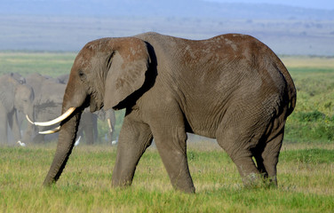Fototapeta premium African elephants and the Kilimanjaro, Amboseli National Park, K