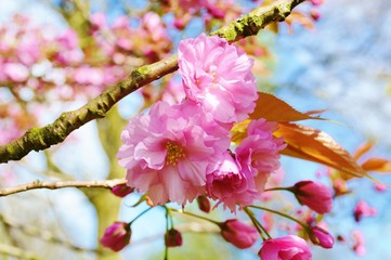 A close-up image of colourful pink cherry blossom.