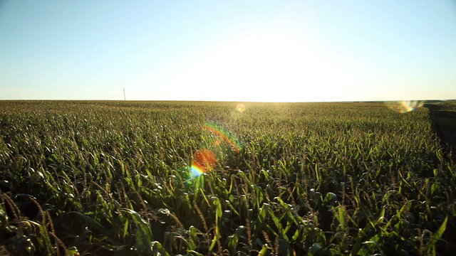A field of sweet corn at sunset