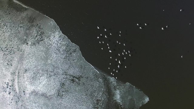 Seagulls flying up from the ice on a lake in Russia