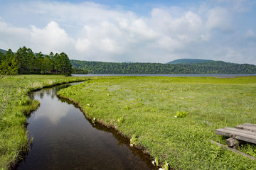 Obraz premium 尾瀬の川