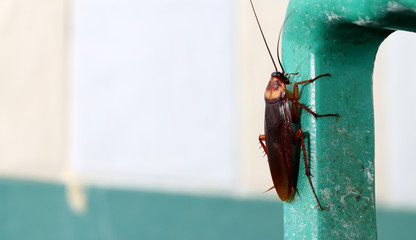 brown cockroach