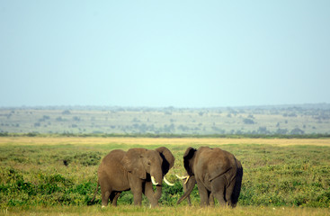 Obraz premium African elephants and the Kilimanjaro, Amboseli National Park, K