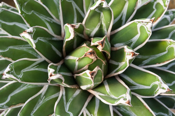 Closeup of Queen Victoria's Agave Plant