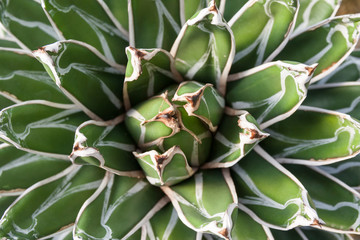 Closeup of Queen Victoria's Agave Plant