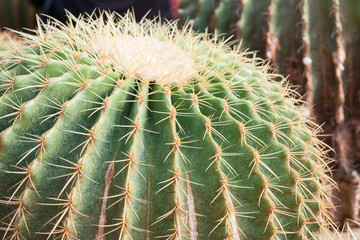 Cactus