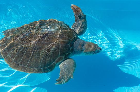 Tartaruga marinha na água.