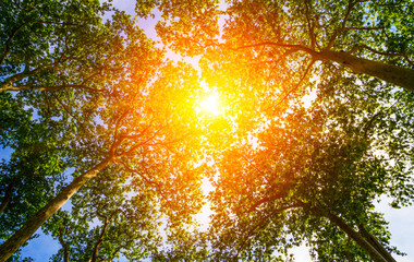 Sun ray through the trees