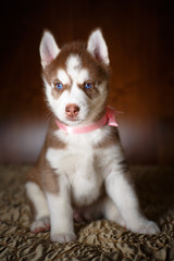 Siberian husky puppy