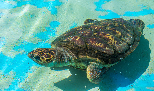 Tartaruga marinha na água.