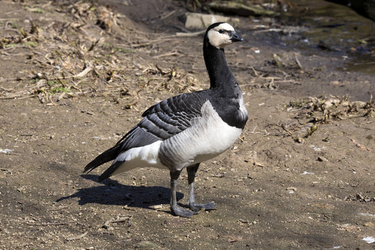 Barnacle goose, Branta leucopsis is common goose
