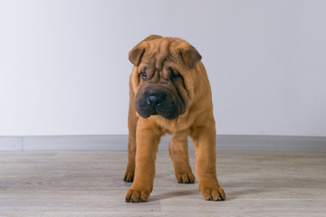 Sharpei dog. 3 months, shar pei puppy 
