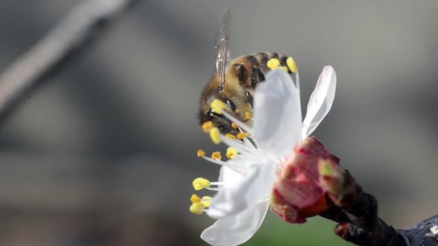 A bee on flowers collecting the nectar