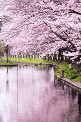 Fototapeta na wymiar 桜の咲く公園