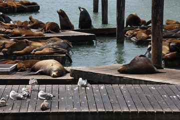 Goélands et lions de mer dans la baie de San Francisco, USA