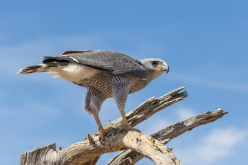 Gray Hawk