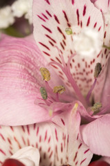 Pink Peruvian Lily Macro