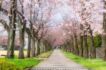 Fotobehang Kersenbloesem 桜のトンネル