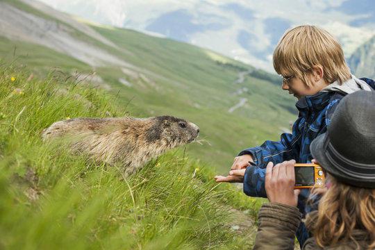Austria, Carinthia, Kaiser-Franz-Josefs-Hoehe, girl photographing and boy feeding alpine marmot marmota marmota