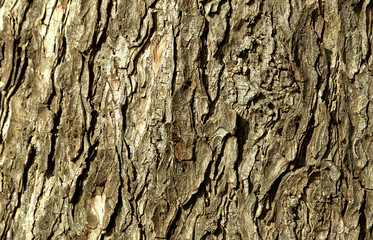 Texture tree