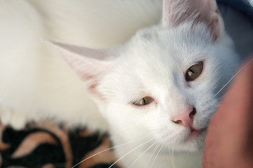 Obraz premium White Cat Macro
