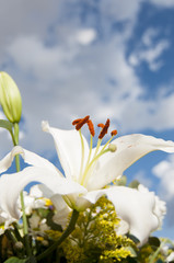 Fototapeta na wymiar bouquet, field of flowers in spring with cloudy sky background