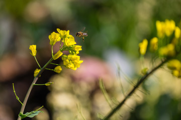 Cabbage flower with an insect flying