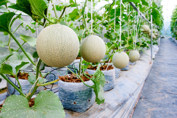 Melon in greenhouse