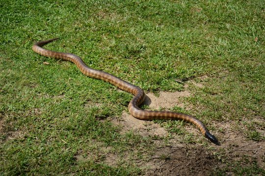 Black-headed python (Aspidites melanocephalus) in Queensland.