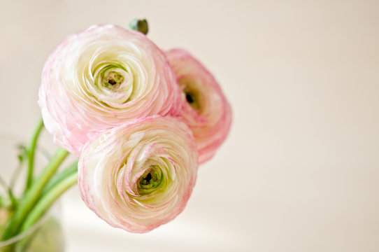 Bouquet of ranunculus in vase in white, pink and beige pastel colors.