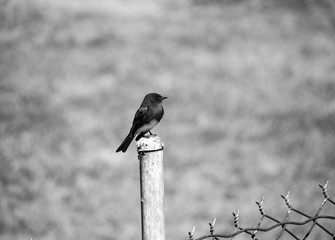 Bird Resting 