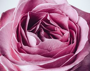 fresh pink rose