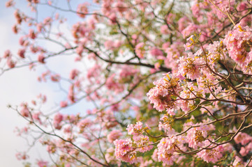 Spring cherry blossom blur background