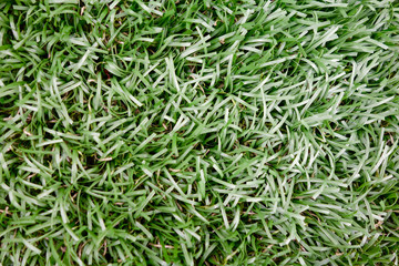 Astoturf fake green grass for sports