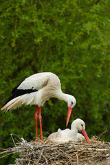 Weißstorch ( Ciconia ciconia )