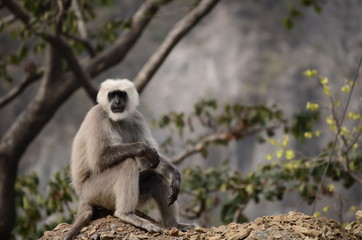 Monkey