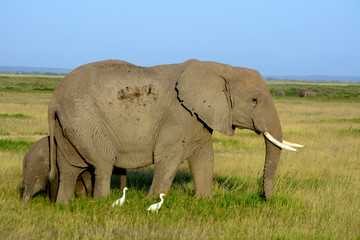 Fototapeta premium African elephants and the Kilimanjaro, Amboseli National Park, K