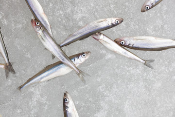 fresh smelt fish on the snow top view still life