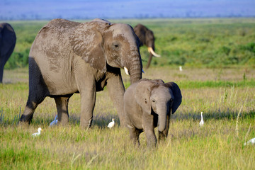 Naklejka na ściany i meble African elephants and the Kilimanjaro, Amboseli National Park, K