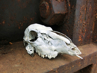 Bleached weathered old animal skull on rusty iron platform - landscape color photo