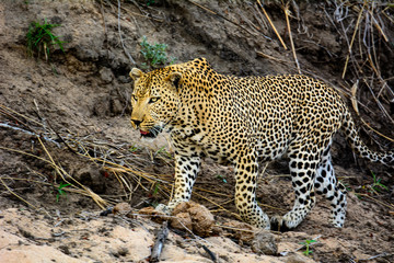 male Leopard on the prowl