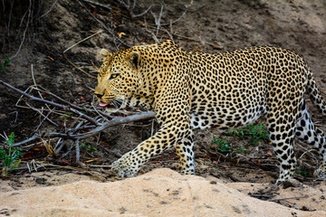 Male Leopard on the move