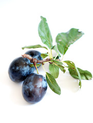 Three blue plums on white